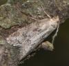 Cnephasia sp.
